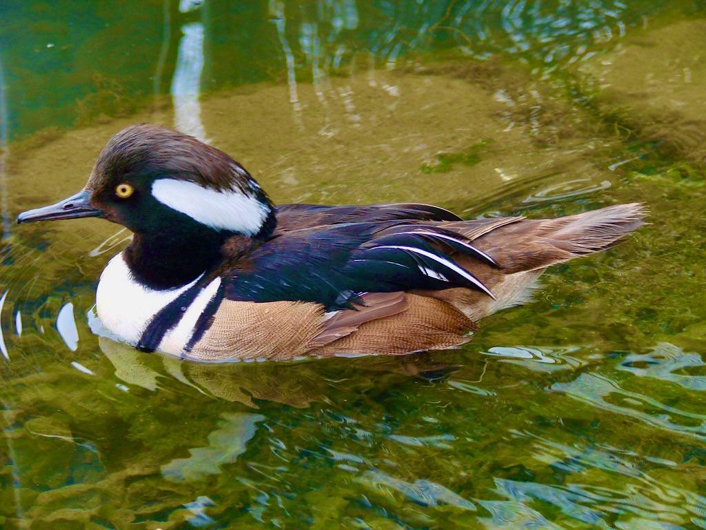 Hooded merganser by Martin LaBar is licensed under CC BY-NC 2.0.